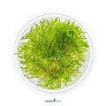 Taxiphyllum Sp. 'Flame Moss' In-Vitro Plants