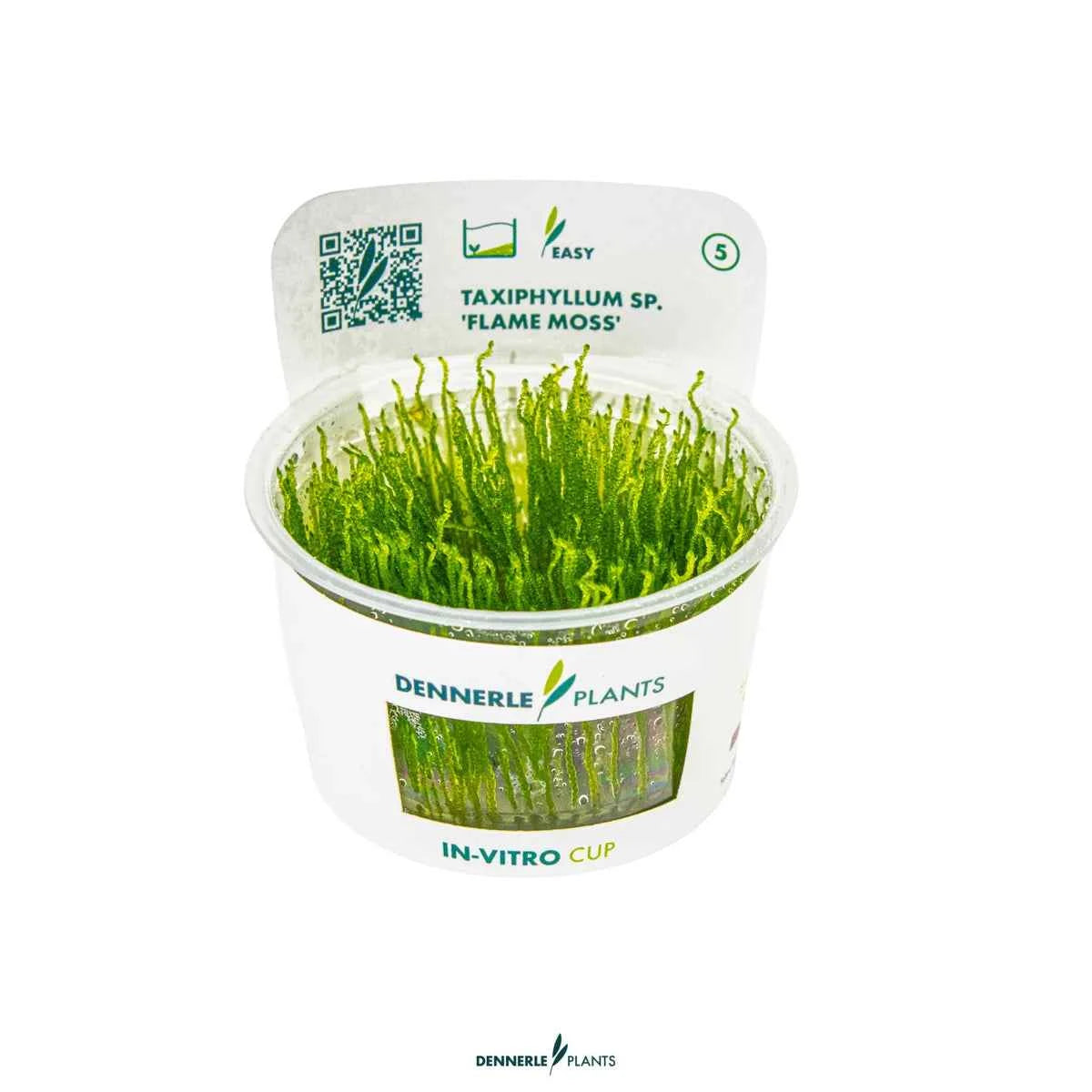 Taxiphyllum Sp. 'Flame Moss' In-Vitro Plants