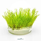 Taxiphyllum Sp. 'Flame Moss' In-Vitro Plants