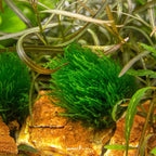 Taxiphyllum Sp. 'Flame Moss' In-Vitro Plants