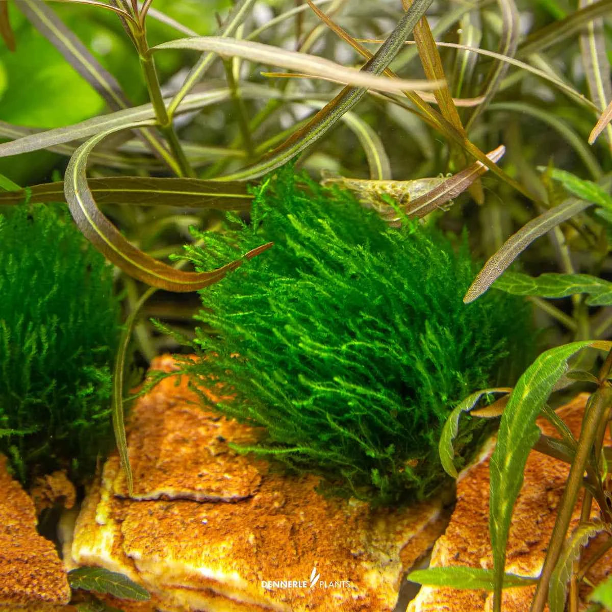 Taxiphyllum Sp. 'Flame Moss' In-Vitro Plants