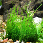 Taxiphyllum Sp. 'Flame Moss' In-Vitro Plants