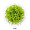 Taxiphyllum Barbieri 'Bogor Moss' In-Vitro Plants