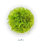 Taxiphyllum Barbieri 'Bogor Moss' In-Vitro Plants