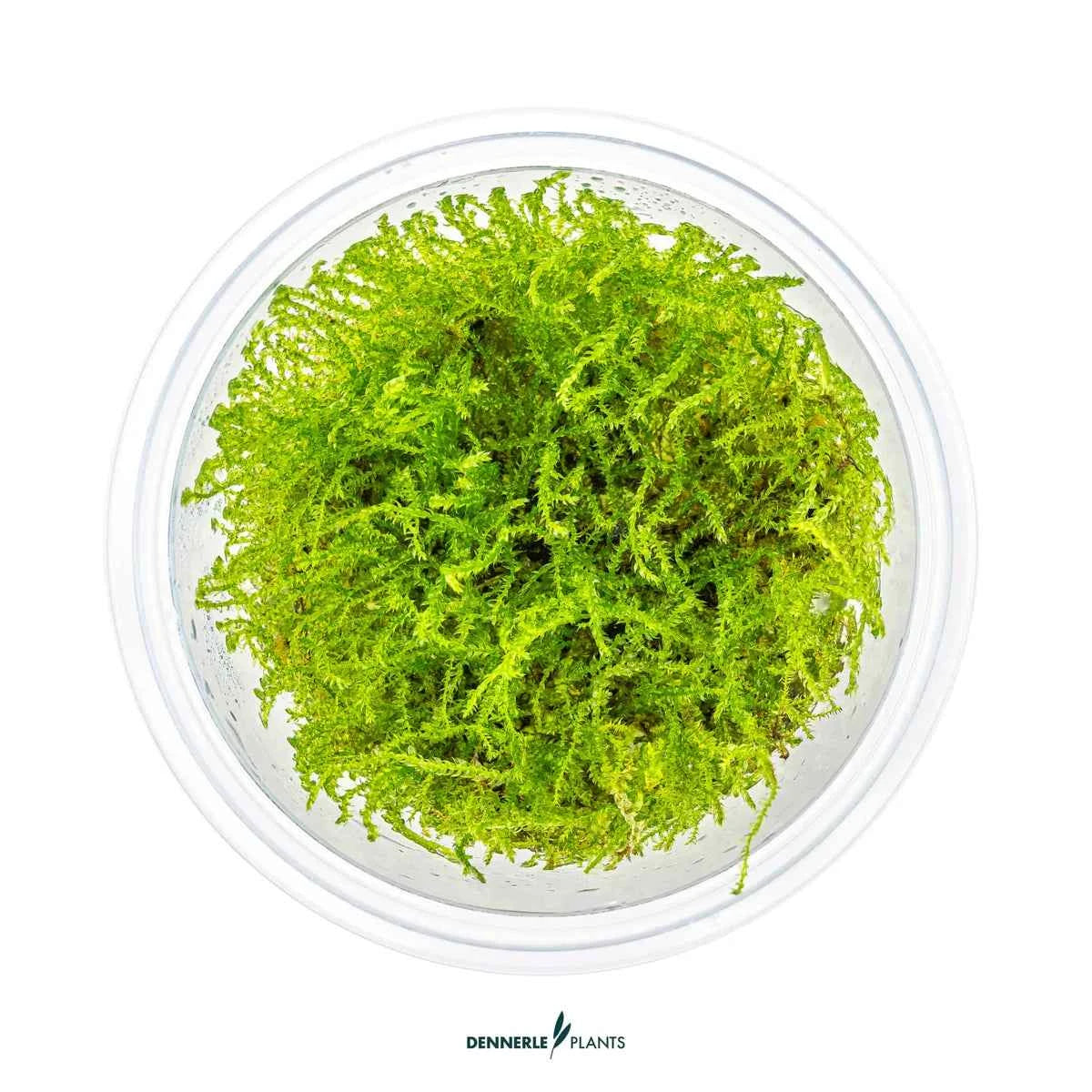 Taxiphyllum Barbieri 'Bogor Moss' In-Vitro Plants
