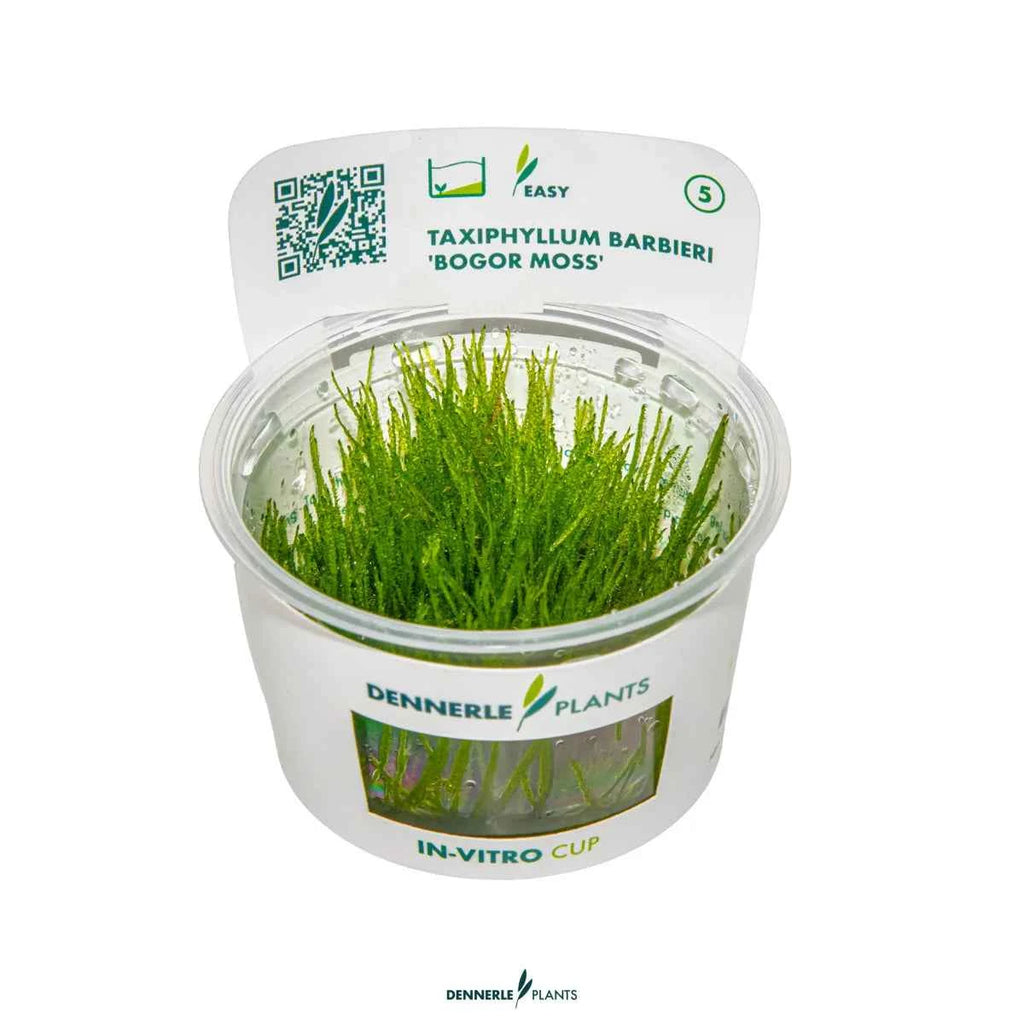 Taxiphyllum Barbieri 'Bogor Moss' In-Vitro Plants