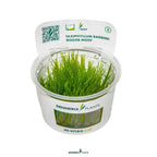Taxiphyllum Barbieri 'Bogor Moss' In-Vitro Plants