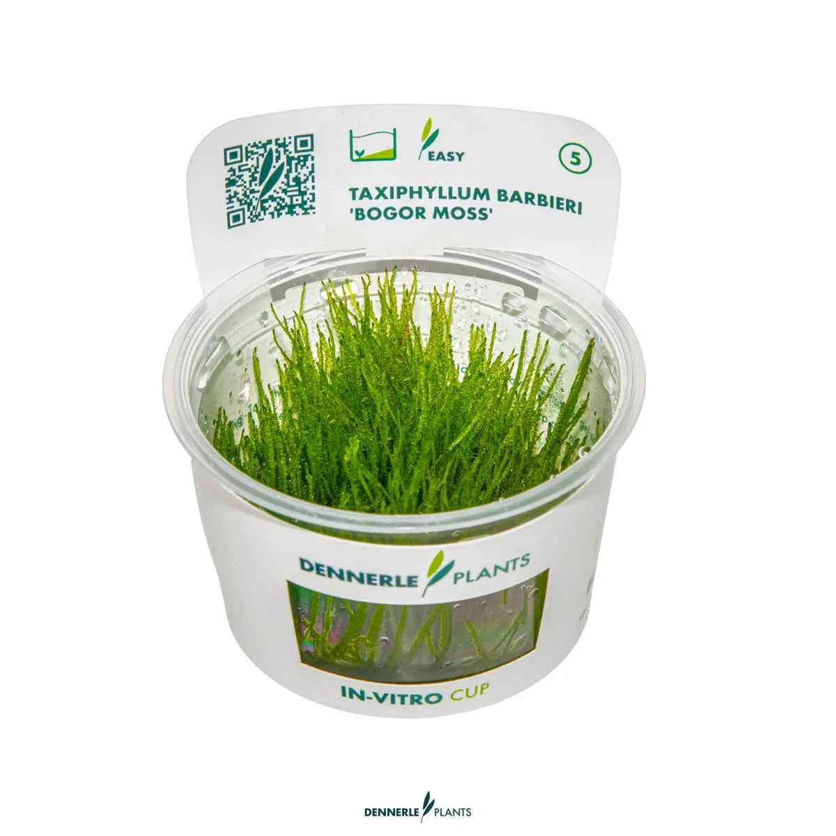 Taxiphyllum Barbieri 'Bogor Moss' In-Vitro Plants