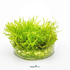 Taxiphyllum Barbieri 'Bogor Moss' In-Vitro Plants