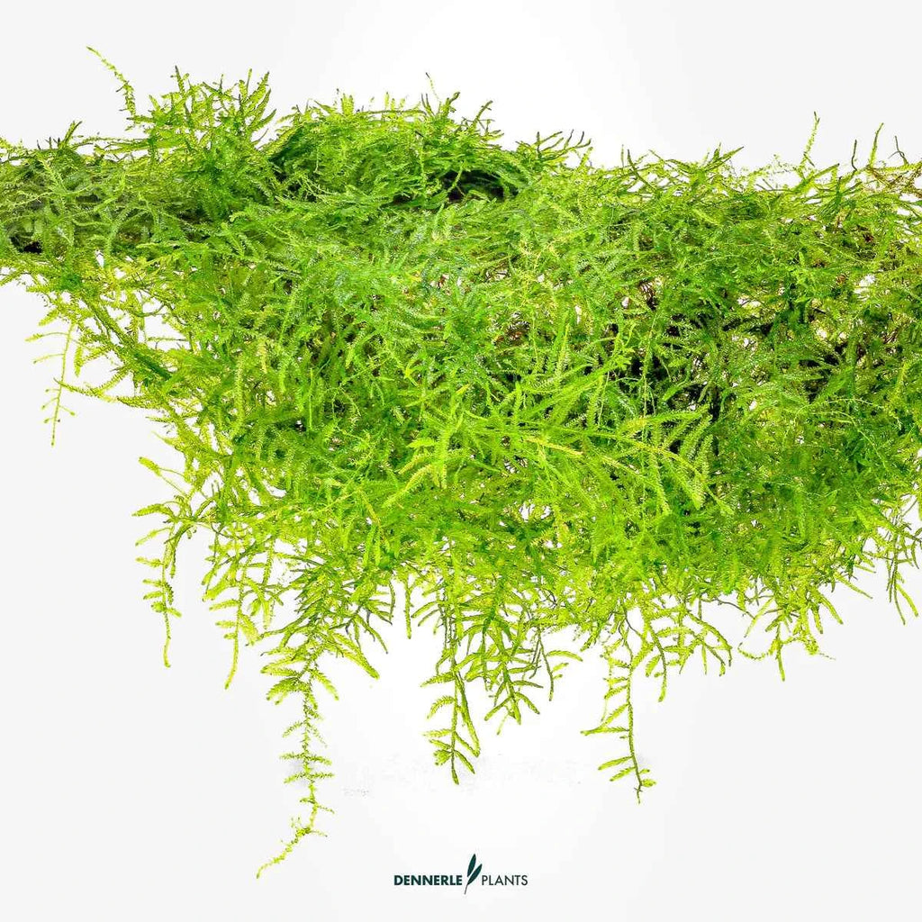 Taxiphyllum Barbieri 'Bogor Moss' In-Vitro Plants