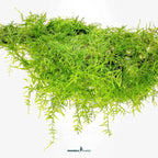 Taxiphyllum Barbieri 'Bogor Moss' In-Vitro Plants
