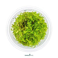 Vesicularia Montagnei 'Christmas Moss' In-Vitro Plants