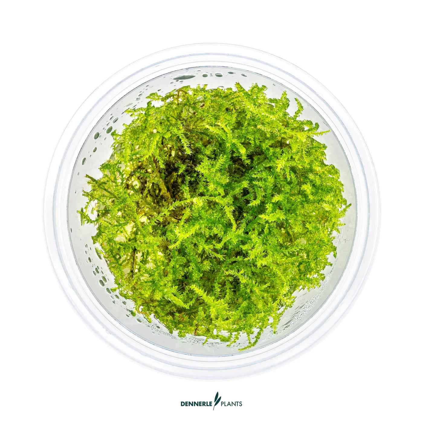 Vesicularia Montagnei 'Christmas Moss' In-Vitro Plants