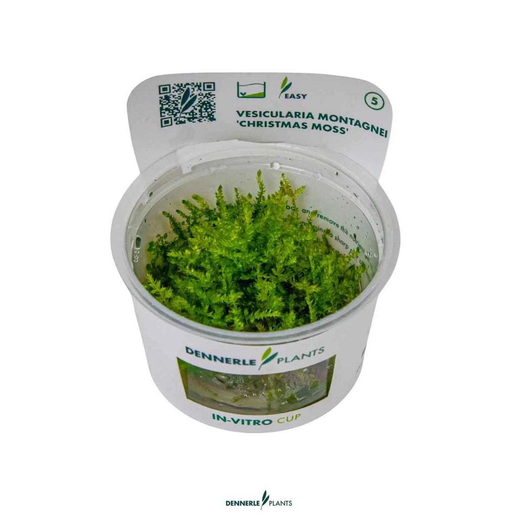 Vesicularia Montagnei 'Christmas Moss' In-Vitro Plants