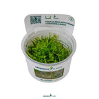 Vesicularia Montagnei 'Christmas Moss' In-Vitro Plants