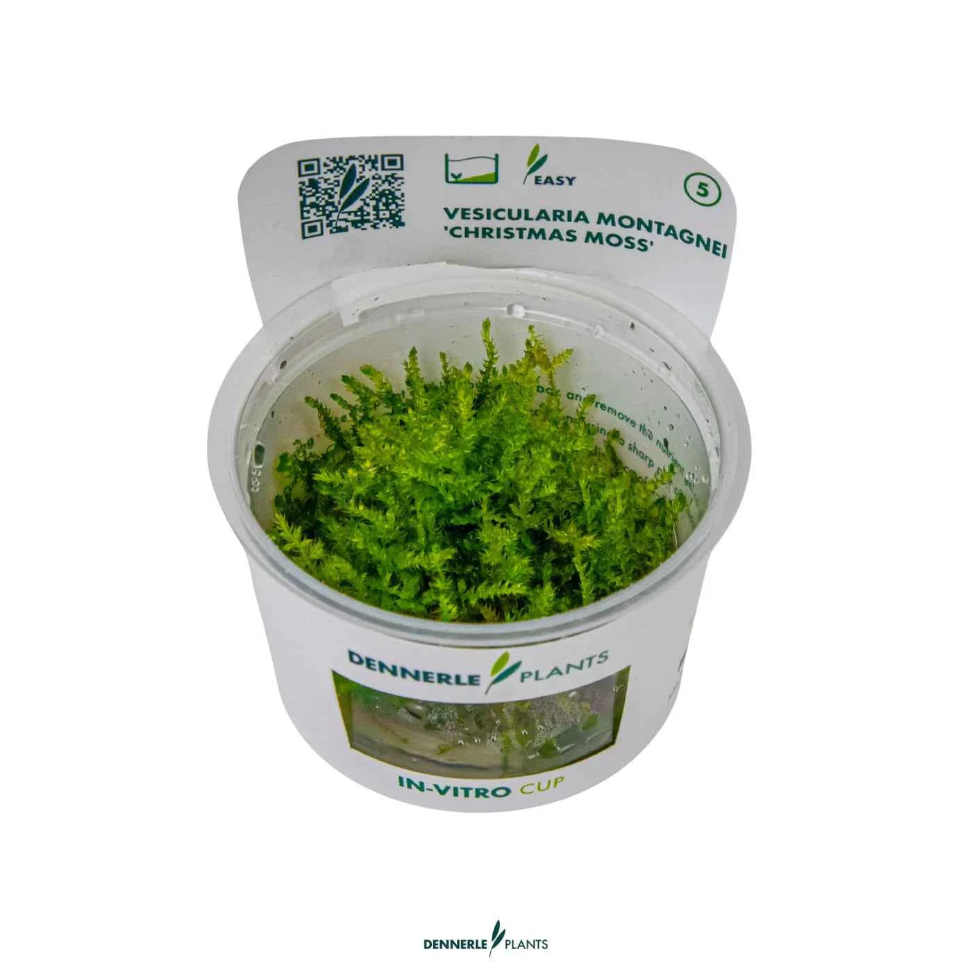 Vesicularia Montagnei 'Christmas Moss' In-Vitro Plants
