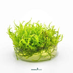 Vesicularia Montagnei 'Christmas Moss' In-Vitro Plants