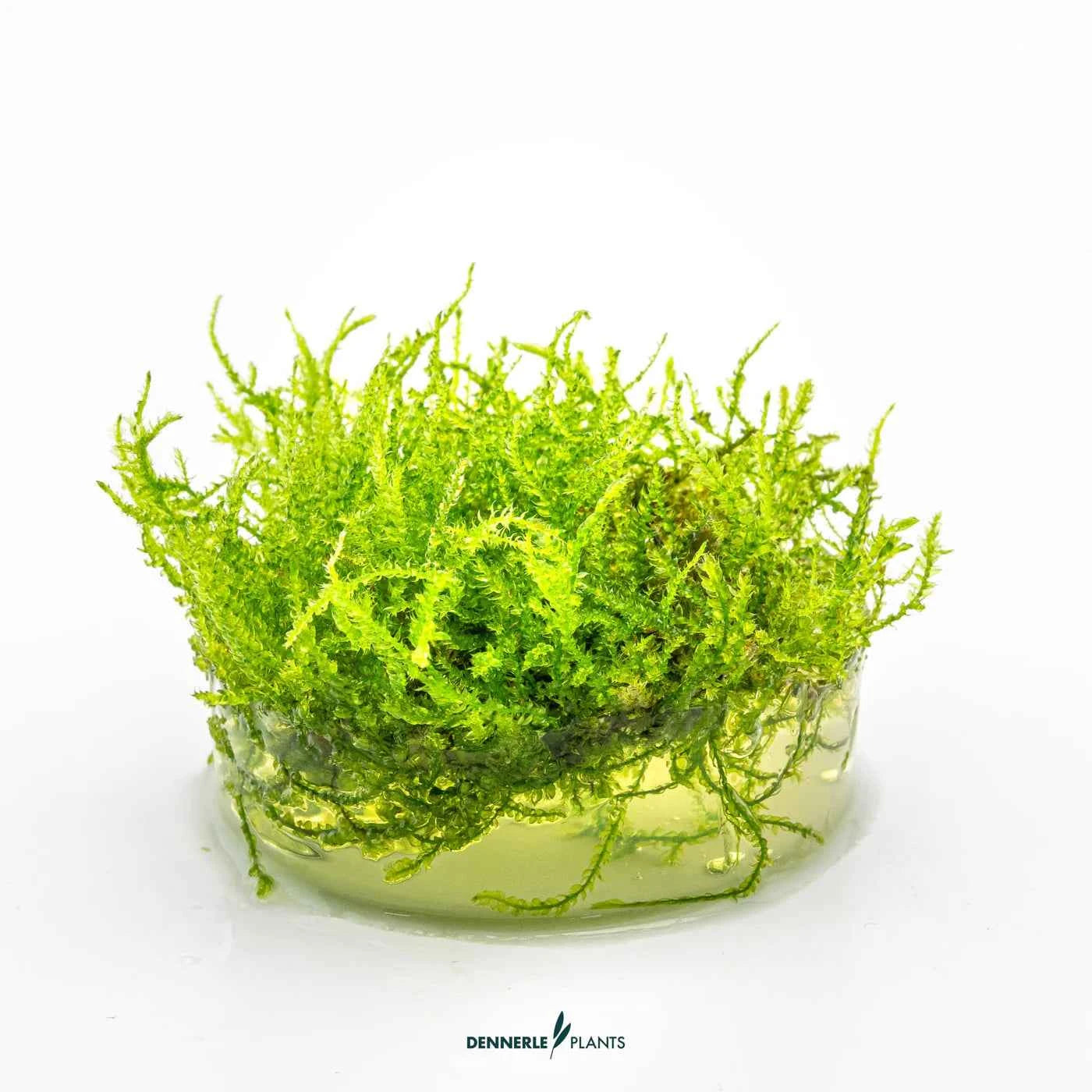 Vesicularia Montagnei 'Christmas Moss' In-Vitro Plants