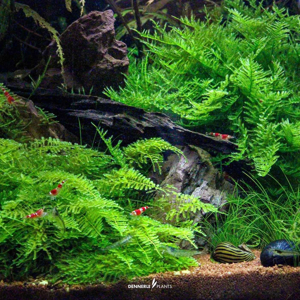 Vesicularia Montagnei 'Christmas Moss' In-Vitro Plants