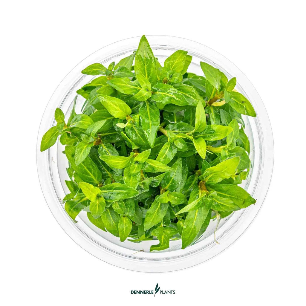 Staurogyne Repens In-Vitro Plants
