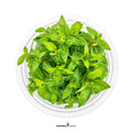 Staurogyne Repens In-Vitro Plants