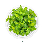 Staurogyne Repens In-Vitro Plants