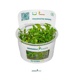 Staurogyne Repens In-Vitro Plants