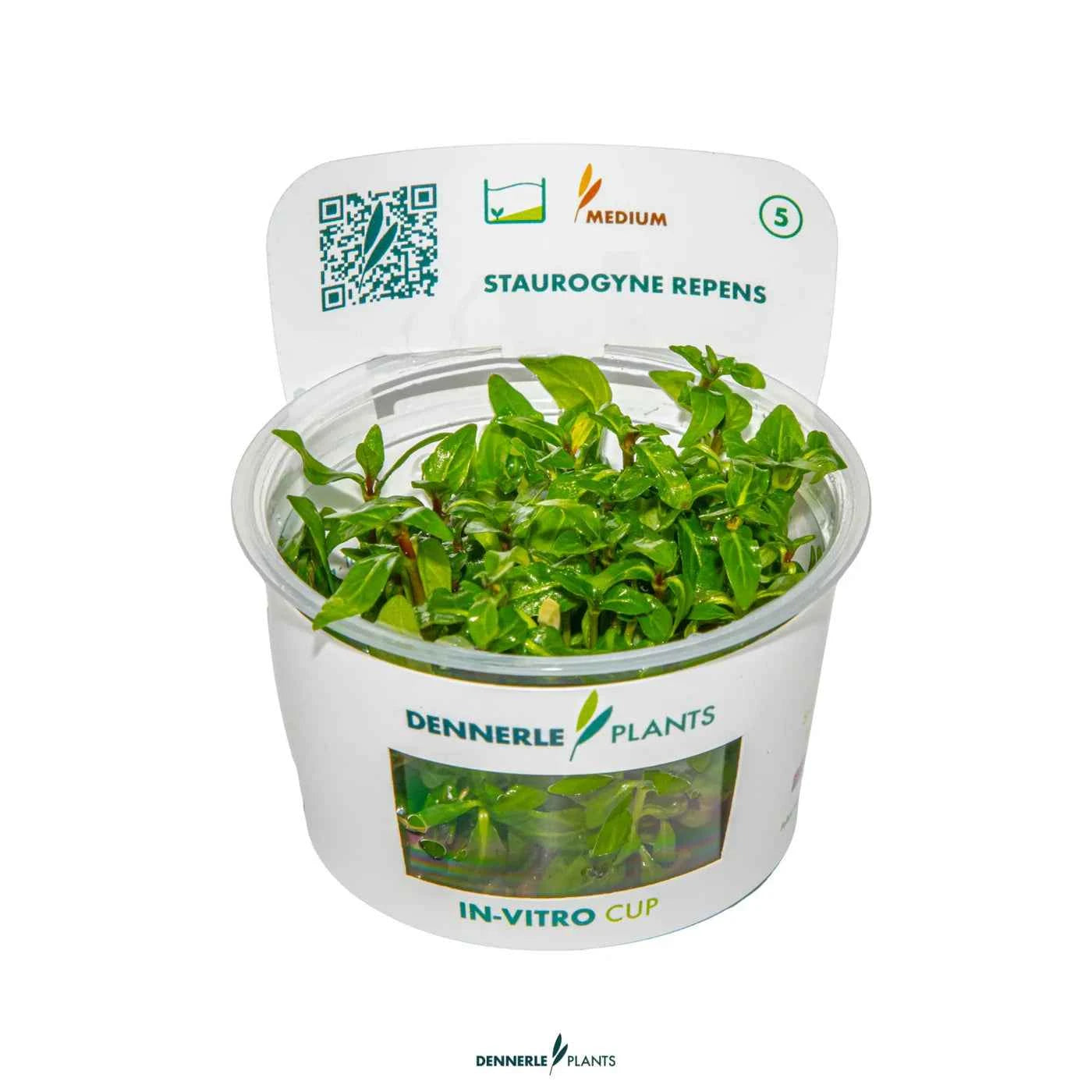 Staurogyne Repens In-Vitro Plants