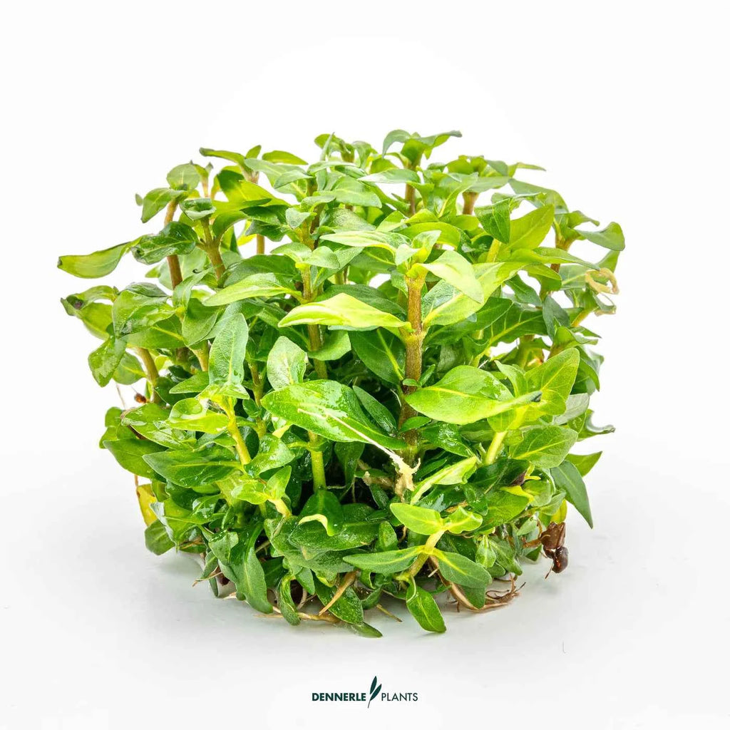 Staurogyne Repens In-Vitro Plants
