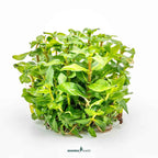 Staurogyne Repens In-Vitro Plants