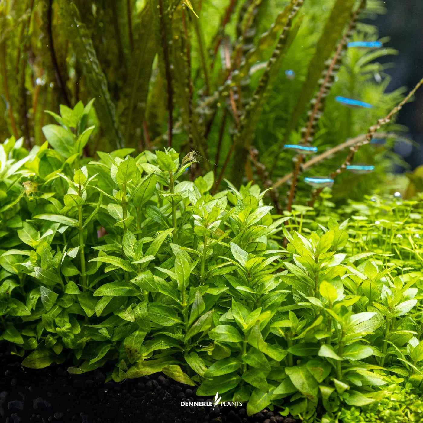 Staurogyne Repens In-Vitro Plants