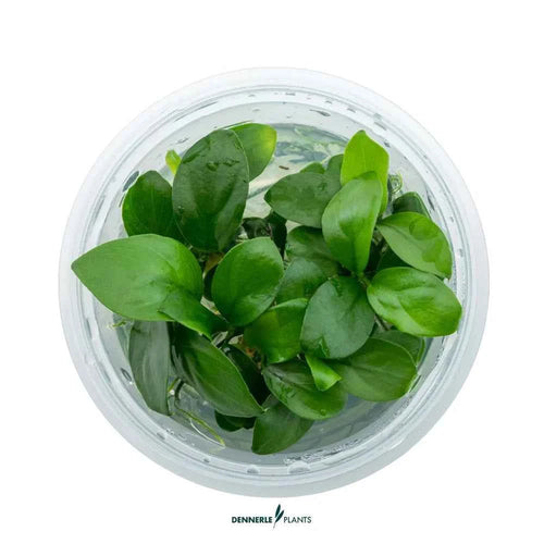 ANUBIAS BARTERI NANA