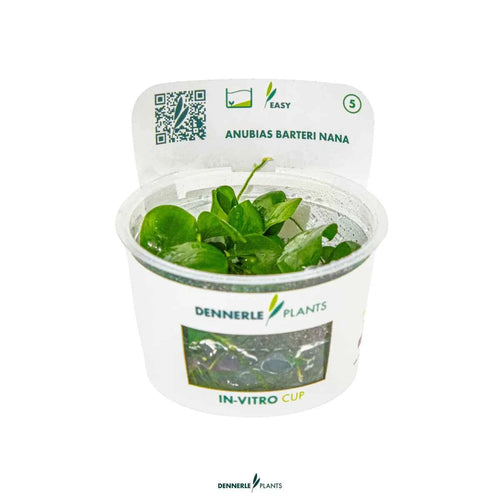 ANUBIAS BARTERI NANA