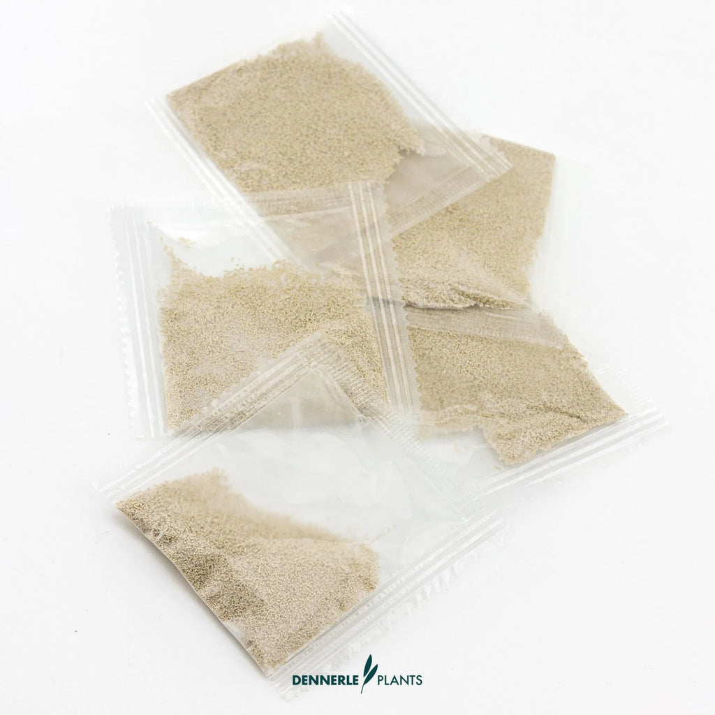 CO2 Starter Kit CO2