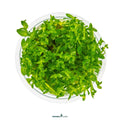 Bacopa Caroliniana In-Vitro Plants