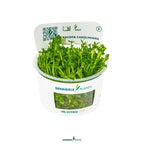 Bacopa Caroliniana In-Vitro Plants