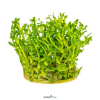 Bacopa Caroliniana In-Vitro Plants