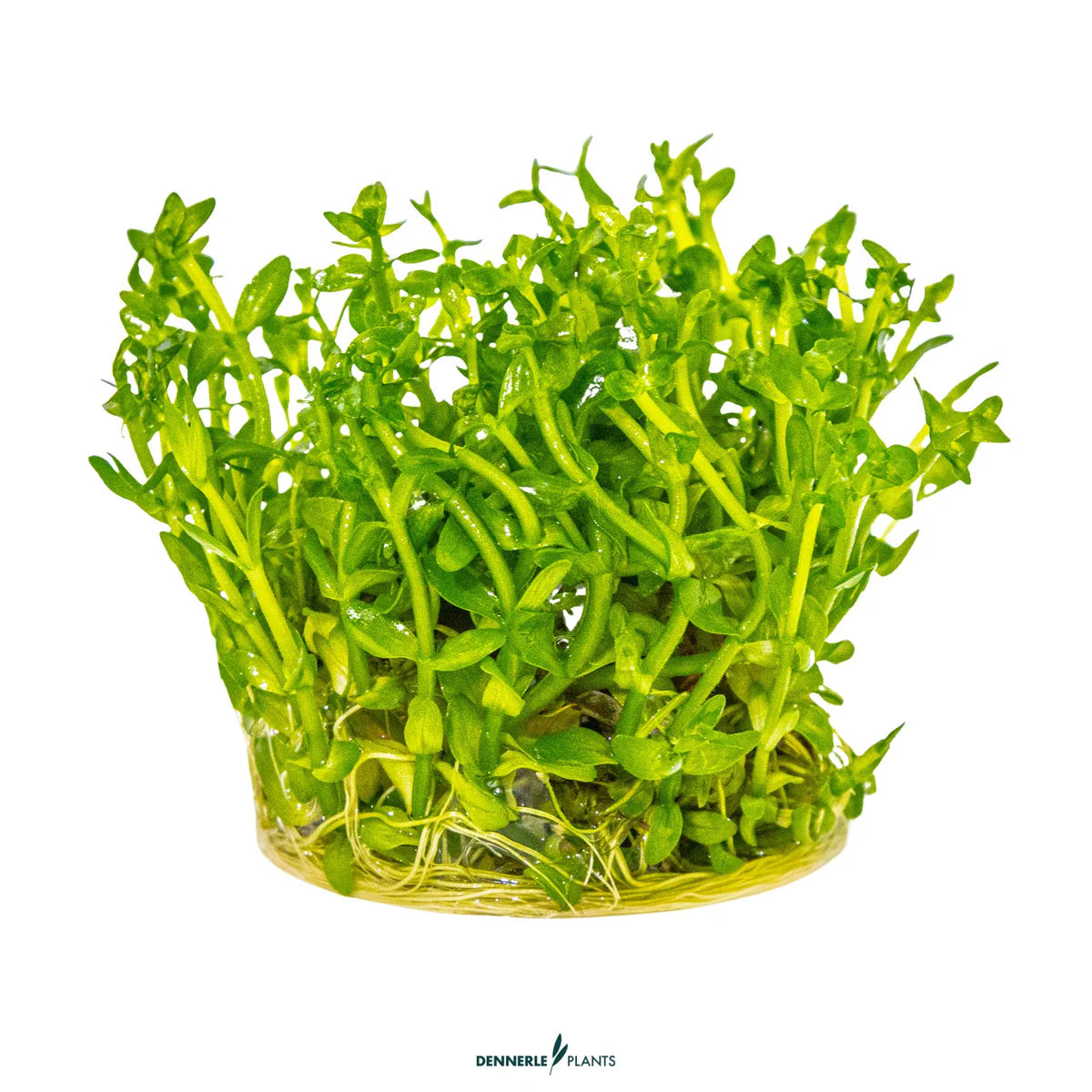 Bacopa Caroliniana In-Vitro Plants