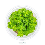Rotala Indica 'Bonsai' In-Vitro Plants