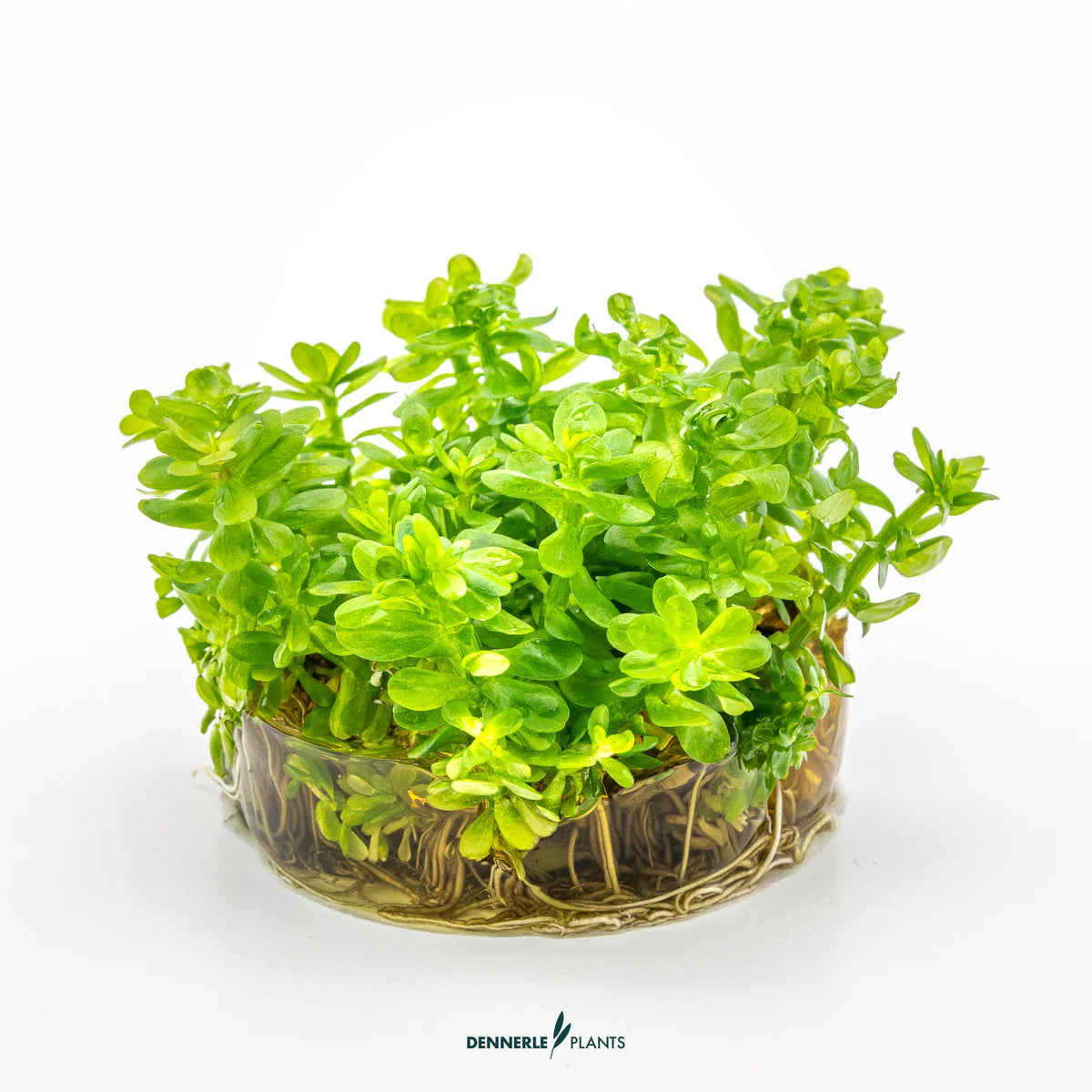 Rotala Indica 'Bonsai' In-Vitro Plants