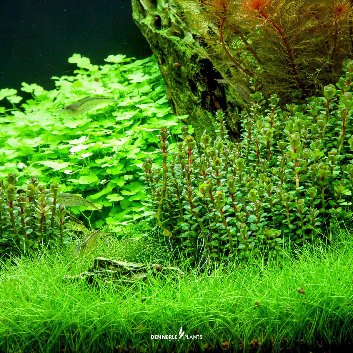 Rotala Indica 'Bonsai' In-Vitro Plants