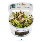 Rotala Rotundifolia 'Blood Red' In-Vitro Plants