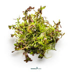 Rotala Rotundifolia 'Blood Red' In-Vitro Plants