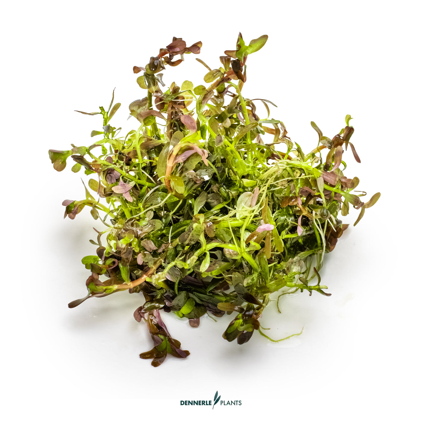Rotala Rotundifolia 'Blood Red' In-Vitro Plants