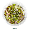 Rotala Rotundifolia 'Blood Red' In-Vitro Plants